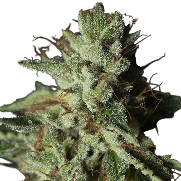 Gorilla Candy | PHOTOFEM | Eva Seeds