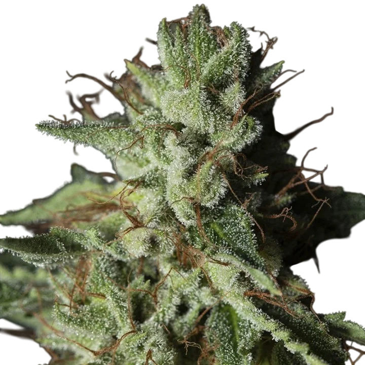 Gorilla Candy | PHOTOFEM | Eva Seeds