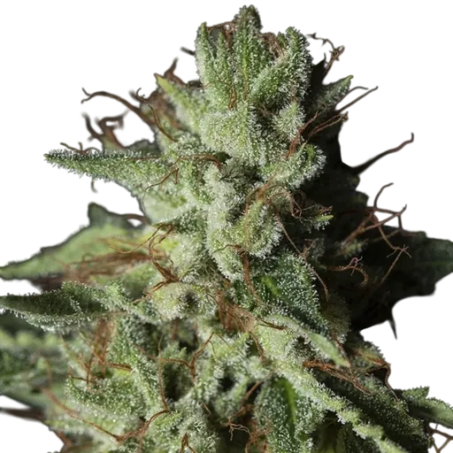Gorilla Candy