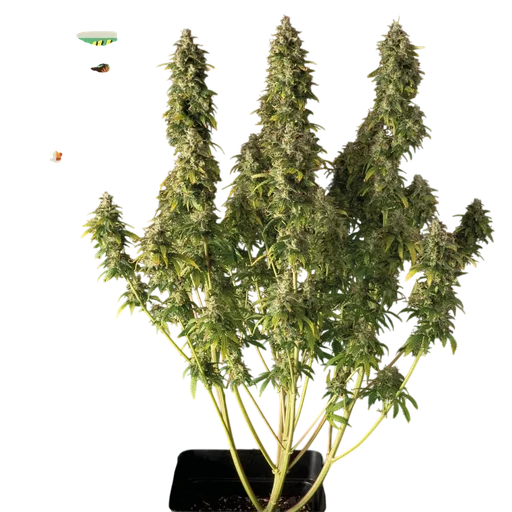 Gorilla Candy Auto