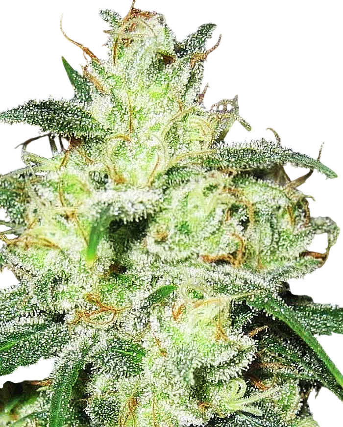 Gorilla Cheese | PHOTOFEM | Expert Seeds