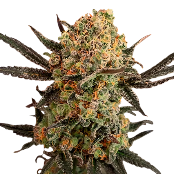 Gorilla Cookies Auto | AUTOFEM | High Speed Buds