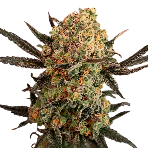 Gorilla Cookies Auto