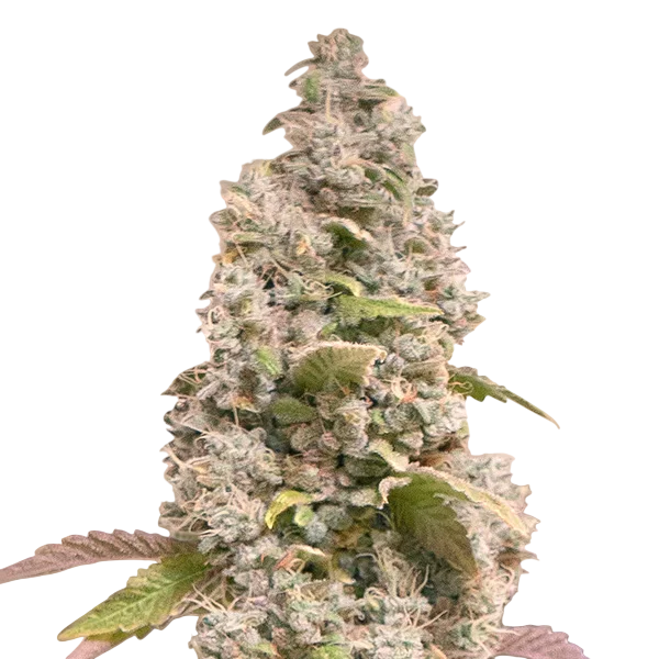 Gorilla Cookies FAST | PHOTOFEM | High Speed Buds