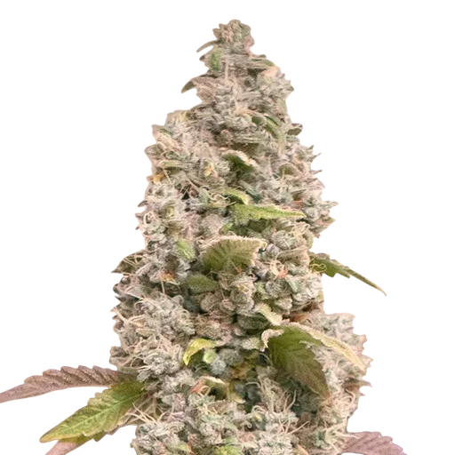 Gorilla Cookies FAST