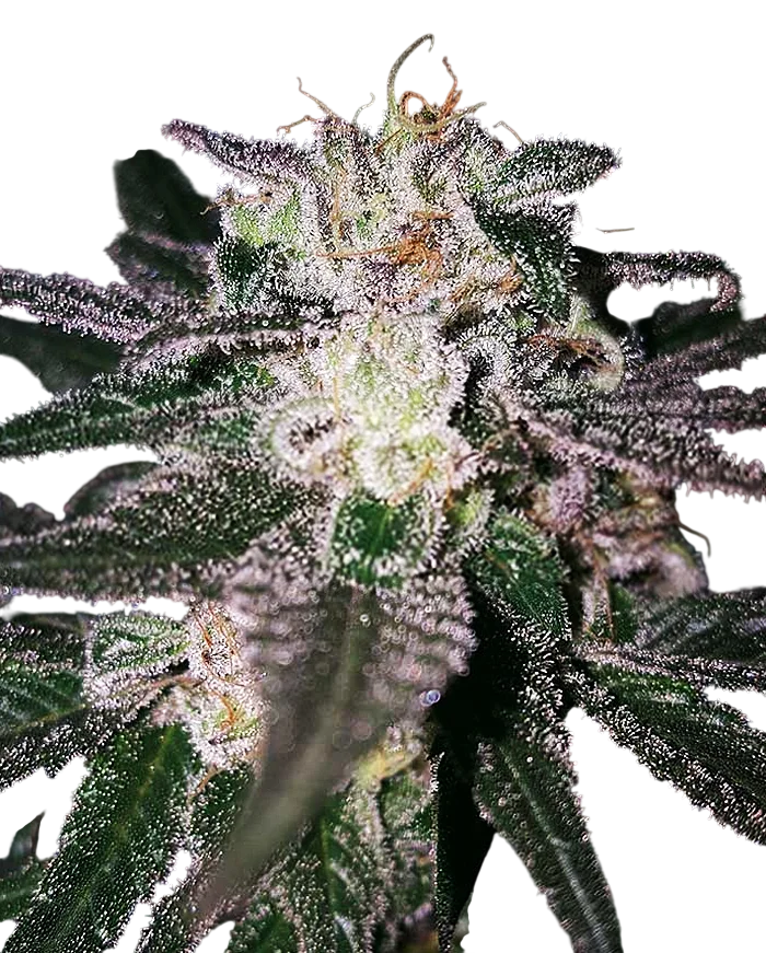 Gorilla Cookies (Expert Seeds) | PHOTOFEM | Expert Seeds