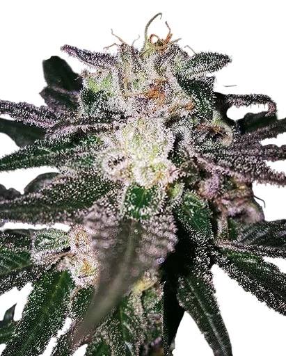 Gorilla Cookies (Expert Seeds)
