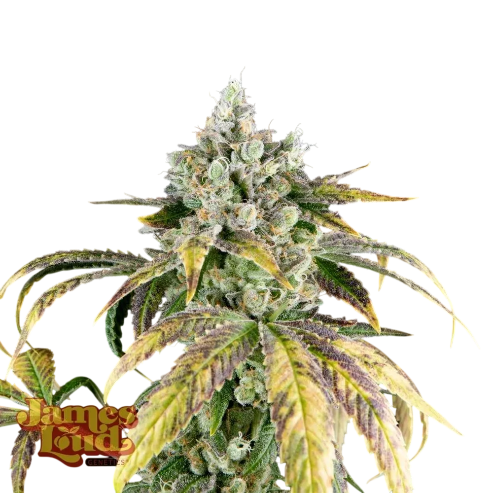 Gorilla Cookies OG Auto | AUTOFEM | James Loud Genetics