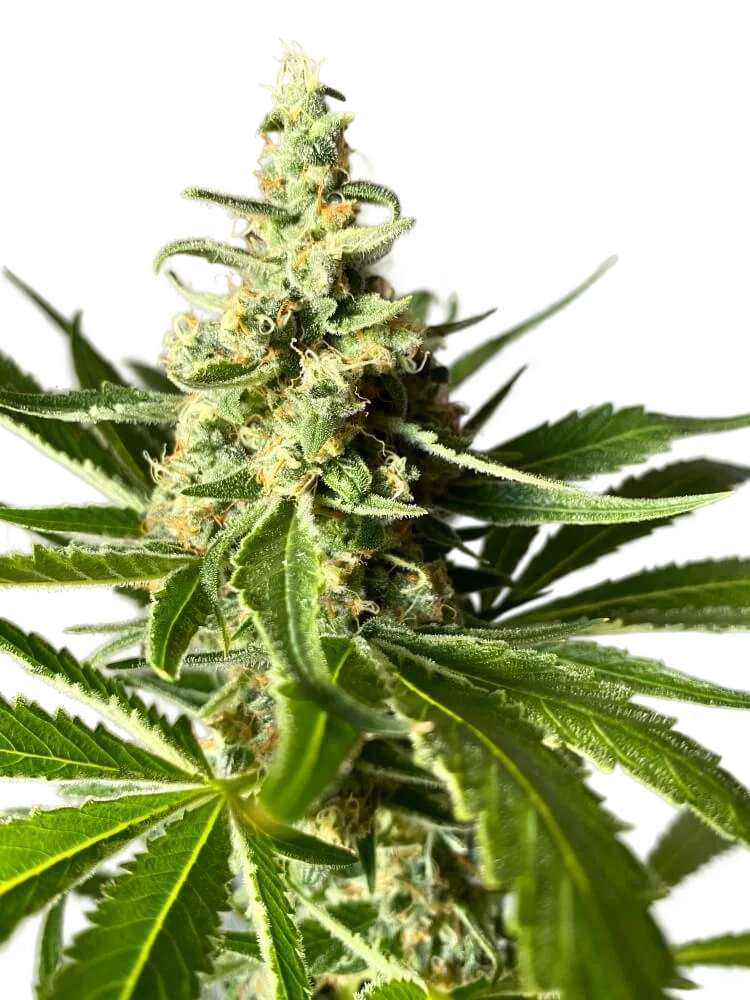 Amnesia FAST | PHOTOFEM | Tiger One Bulk