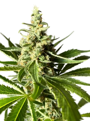 Amnesia FAST