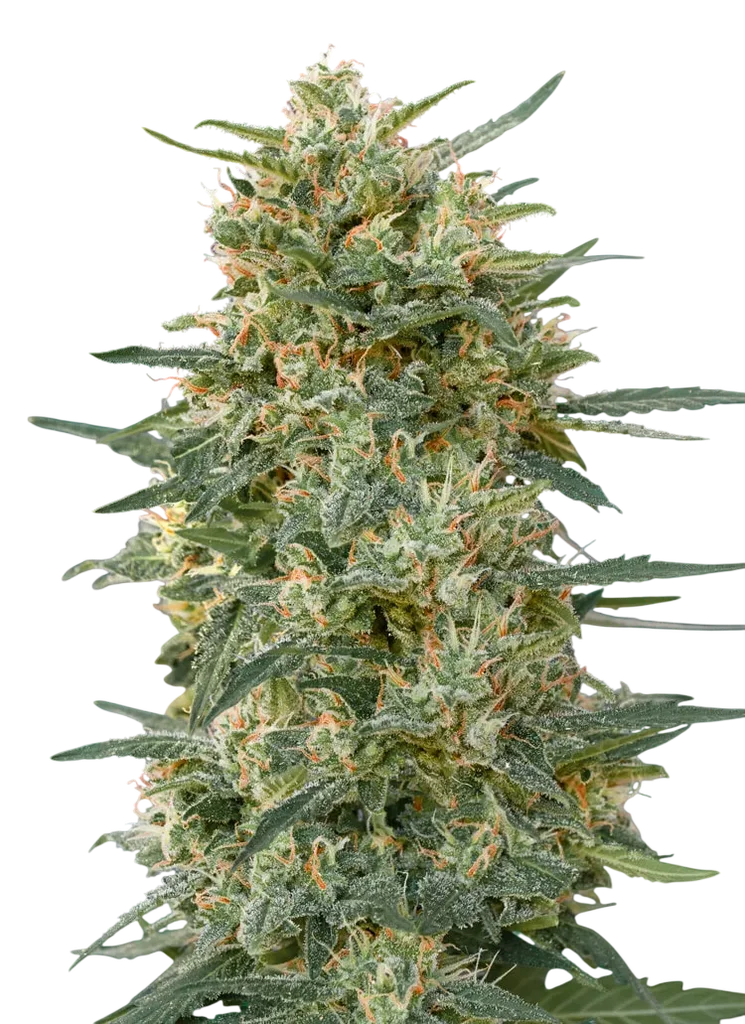 Gorilla FAST | PHOTOFEM | 00 Seeds