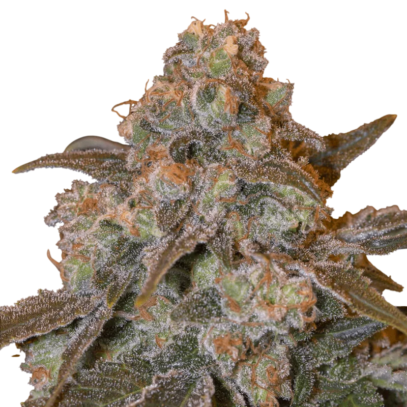 Gorilla Frost – Produktansicht
