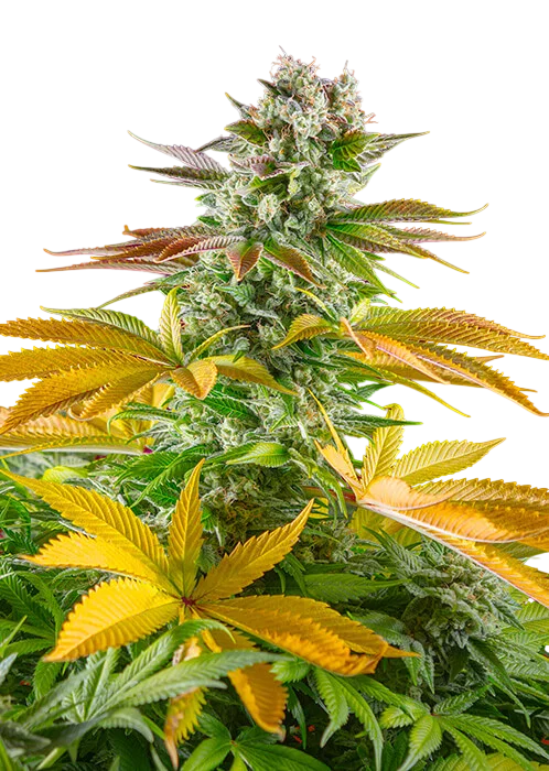 Gorilla Girl F1 FAST | PHOTOFEM | Sweet Seeds