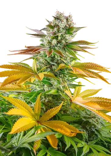 Gorilla Girl F1 FAST