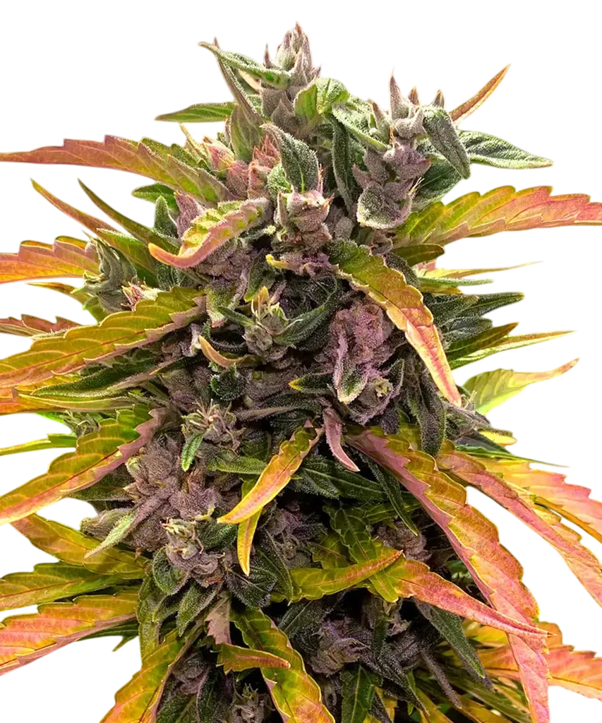 Gorilla Glue Auto | AUTOFEM | Barneys Farm