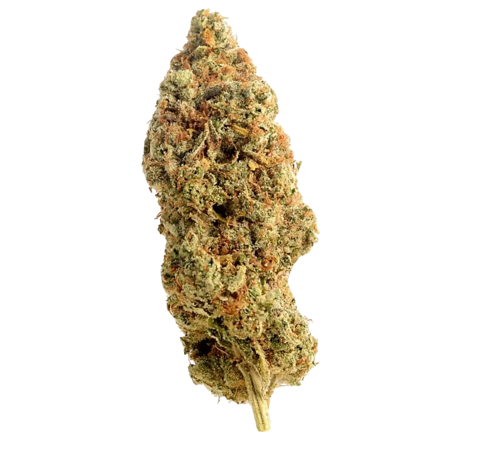 Amnesia Haze | PHOTOREG | Amsterdam Genetics