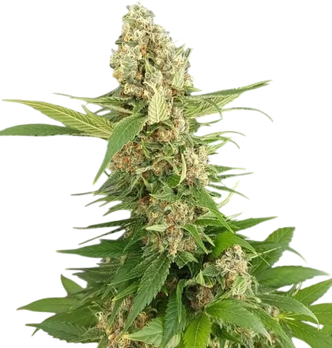 Gorilla Ice Cream | PHOTOFEM | Expert Seeds