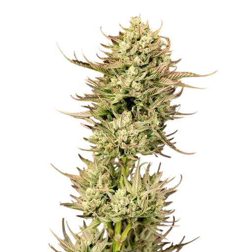 Gorilla Jealousy F1