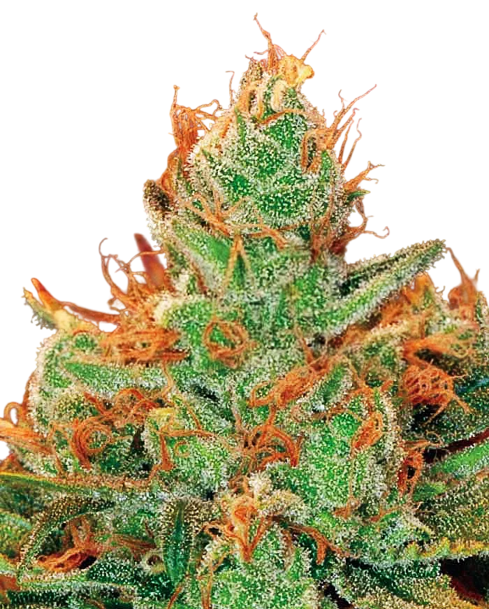 Gorilla Lilly | PHOTOFEM | Expert Seeds
