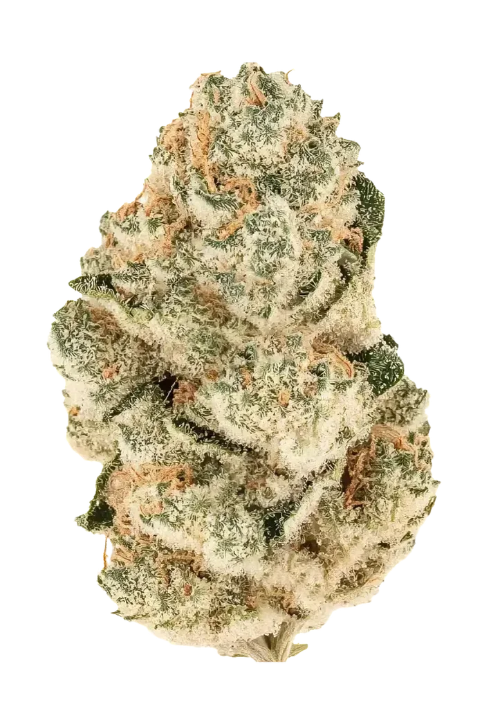 Gorilla Melon | PHOTOFEM | Fast Buds