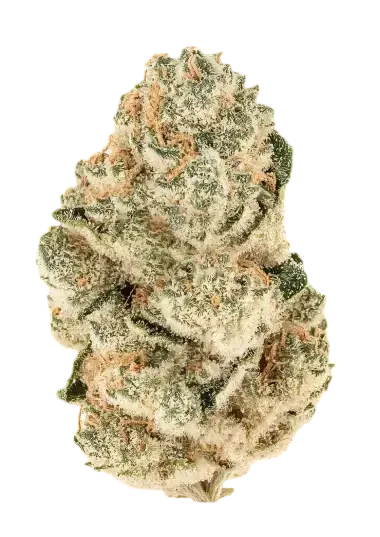 Gorilla Melon | PHOTOFEM | Fast Buds