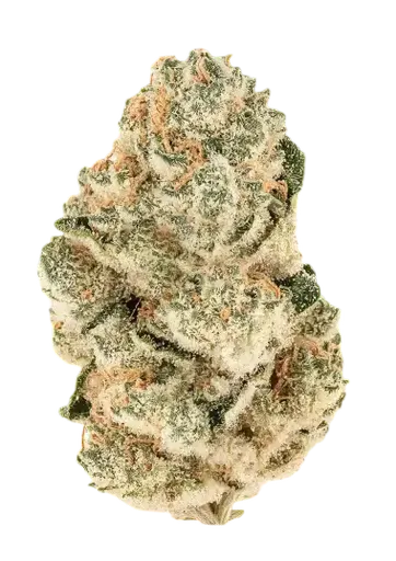 Gorilla Melon