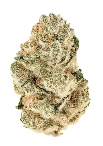 Gorilla Melon