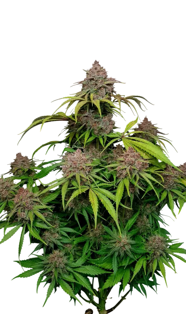Gorilla Punch Auto | AUTOFEM | Fast Buds