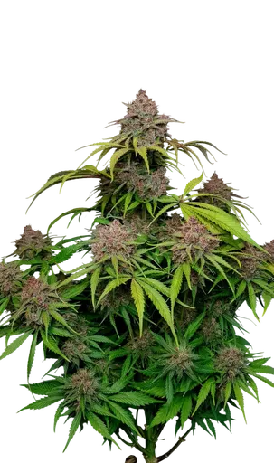 Gorilla Punch Auto | AUTOFEM | Fast Buds