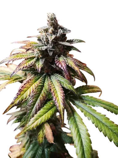 Gorilla Punch Auto