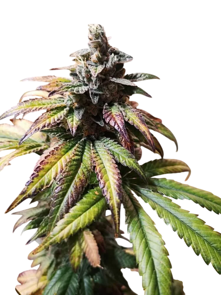 Gorilla Punch Auto | AUTOFEM | Philosopher Seeds