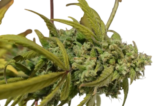 Gorilla SFV OG | PHOTOFEM | Expert Seeds