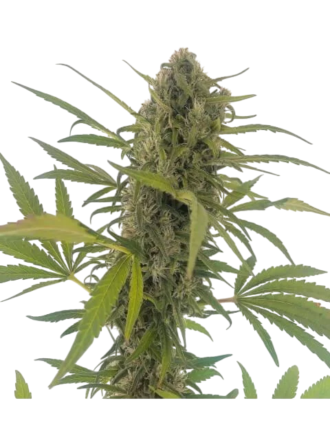 Gorilla Snow Ultra CBD | PHOTOFEM | Elite Seeds