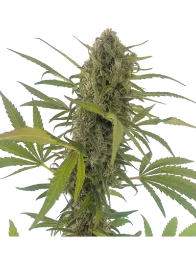 Gorilla Snow Ultra CBD
