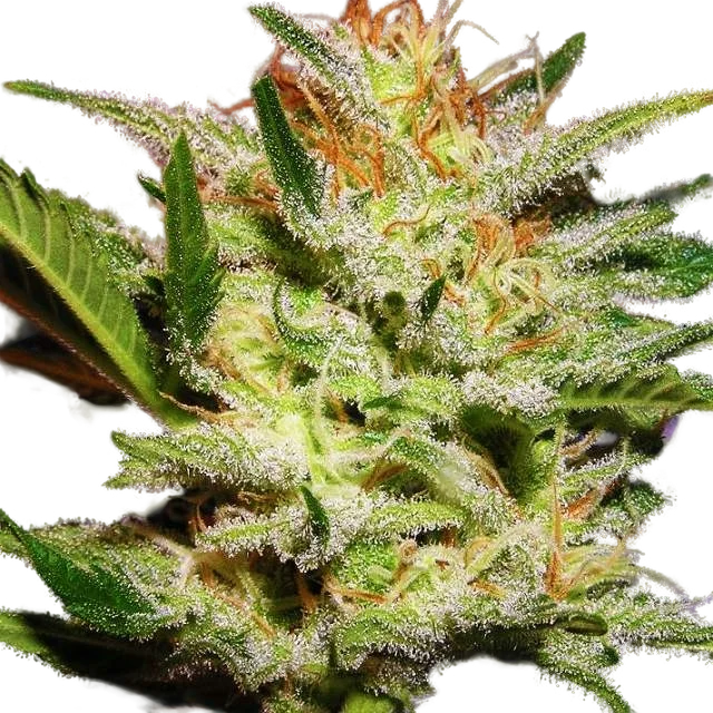 Amnesia Haze Auto | AUTOFEM | Nirvana Seeds