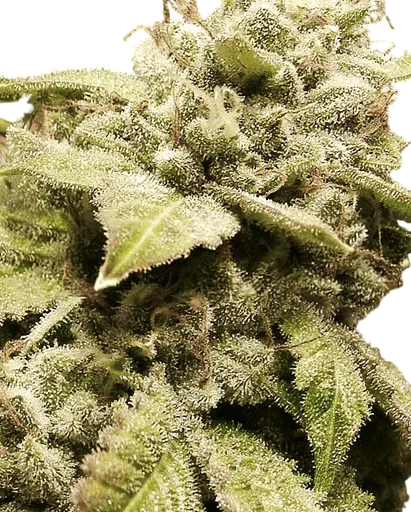 Gorilla White Widow