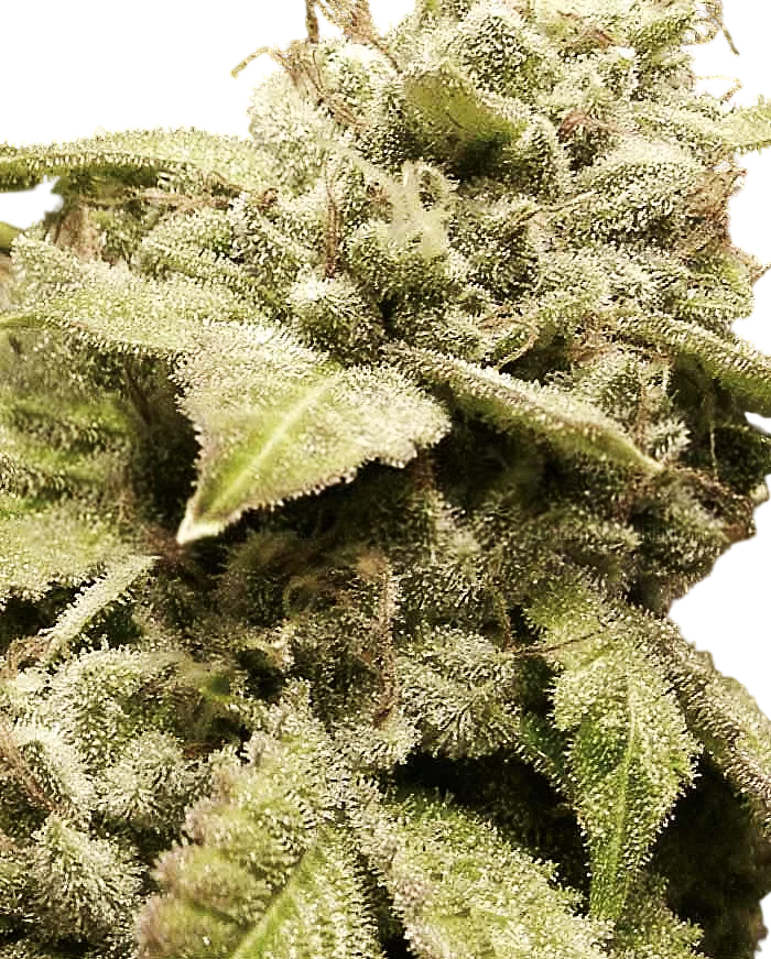 Gorilla White Widow | PHOTOFEM | Expert Seeds
