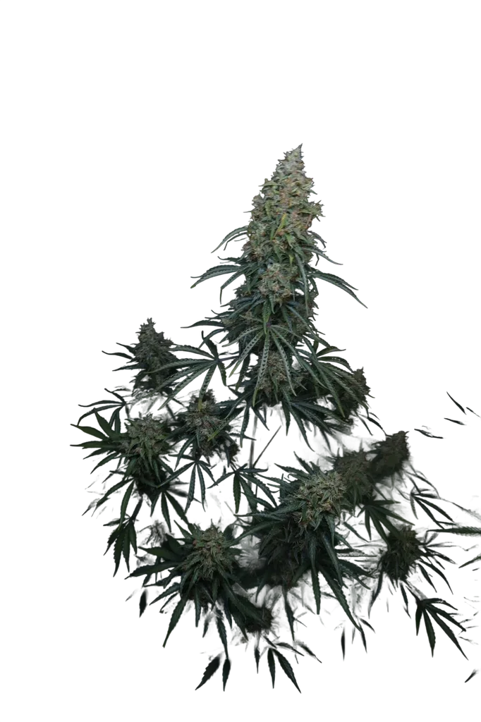 Gorilla Z Auto | AUTOFEM | Fast Buds