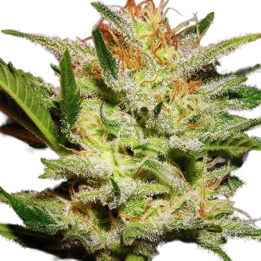 Amnesia Haze