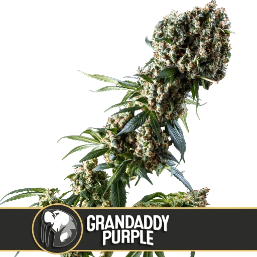 Granddaddy Purple