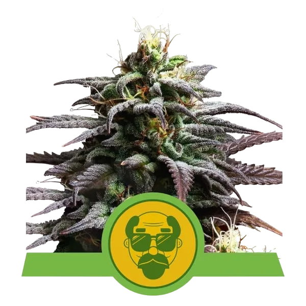 Granddaddy Purple Auto | AUTOFEM | Royal Queen Seeds