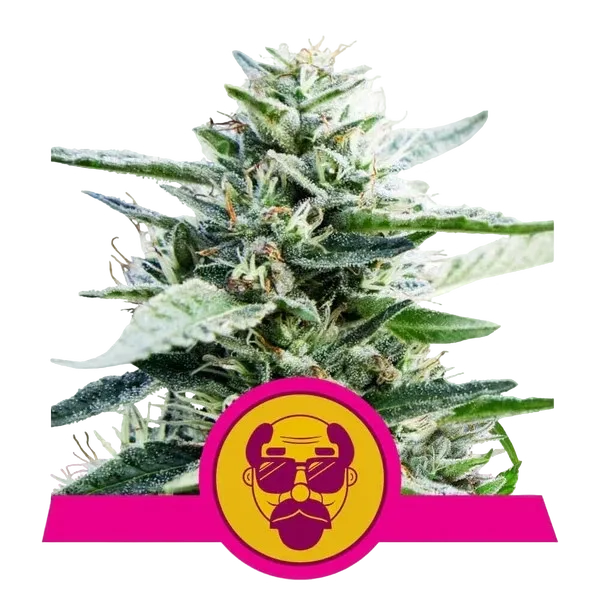 Granddaddy Purple | PHOTOFEM | Royal Queen Seeds