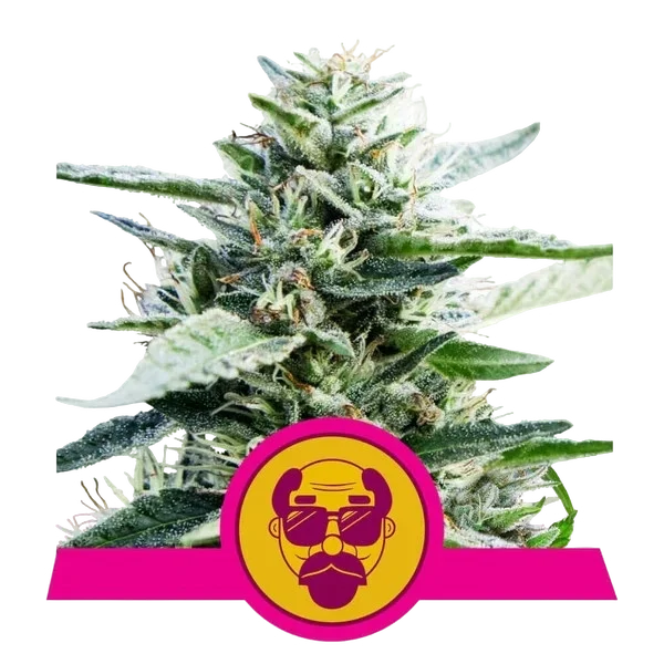 Granddaddy Purple | PHOTOFEM | Royal Queen Seeds