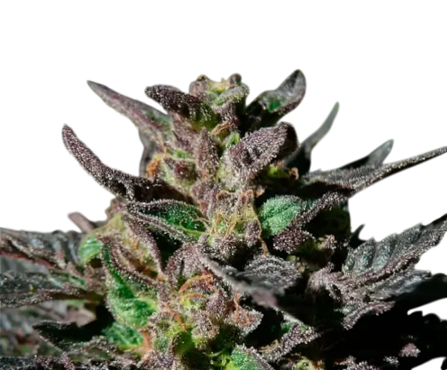 Granddaddy Purple | PHOTOFEM | 00 Seeds