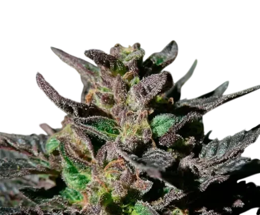 Granddaddy Purple
