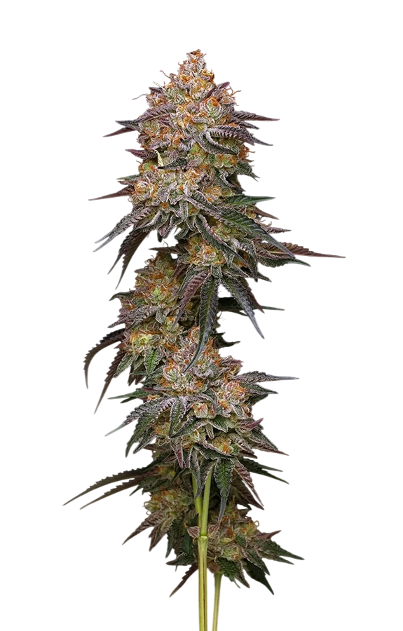 Granny Candy | PHOTOFEM | Humboldt Seed Co.