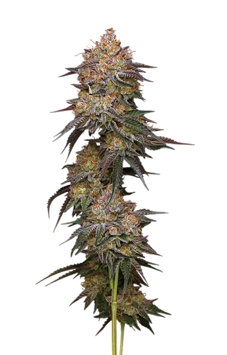 Granny Candy