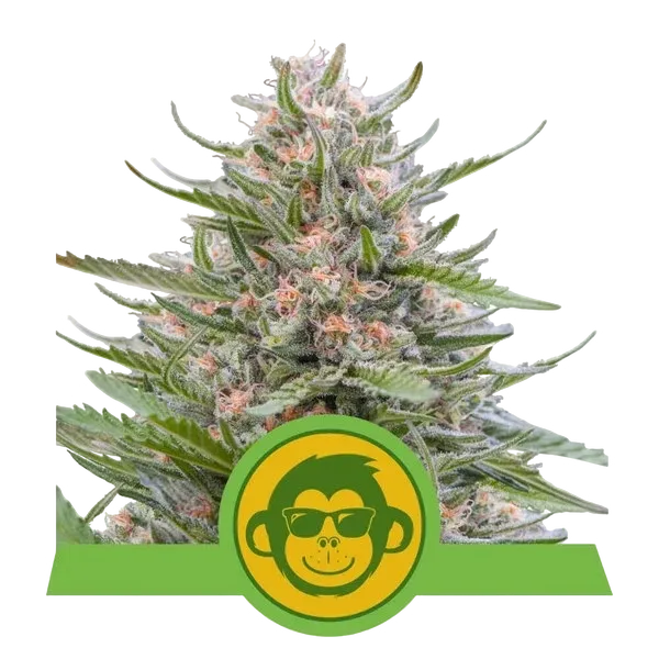 Grape Ape Auto | AUTOFEM | Royal Queen Seeds
