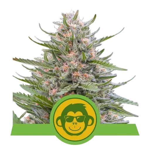Grape Ape Auto
