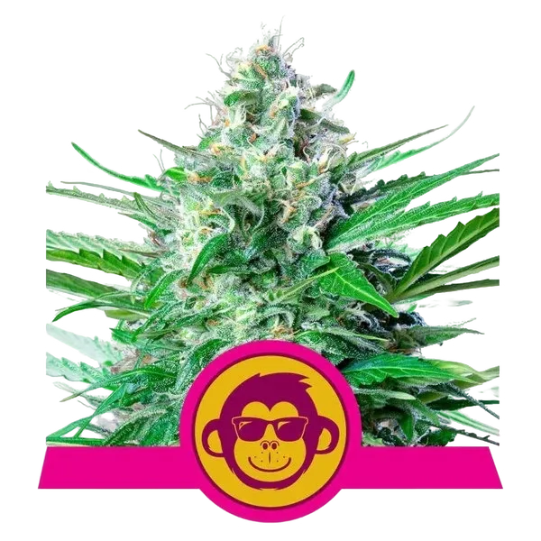 Grape Ape | PHOTOFEM | Royal Queen Seeds